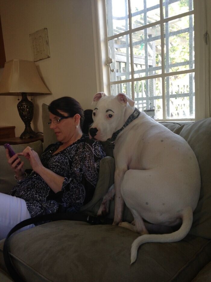 12. Брат нарисовал брови моей собаке 