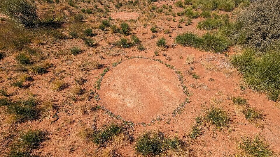 Мистические африканские круги фей и неоднозначная научная разгадка их появления