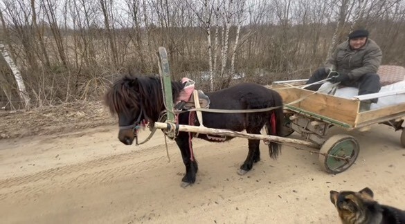 Прелестный трудяжка Памир