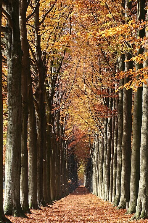 11. Буки Маримонта, Бельгия