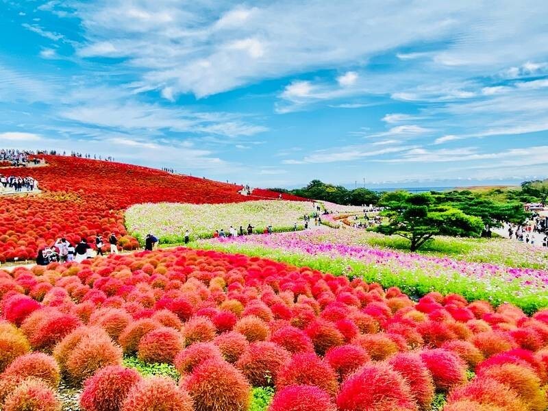 3. Приморский парк Хитачи — сад и парк развлечений, который обустроен вдоль побережья в городе Хитатинака в Японии