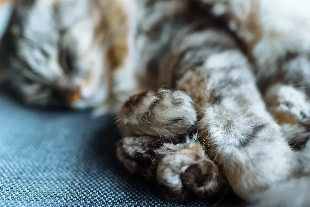 Ядовитая змея на Бали укусила кошку российских туристов