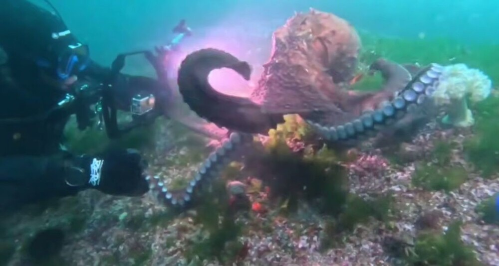 Осьминог попытался похитить камеру дайвера