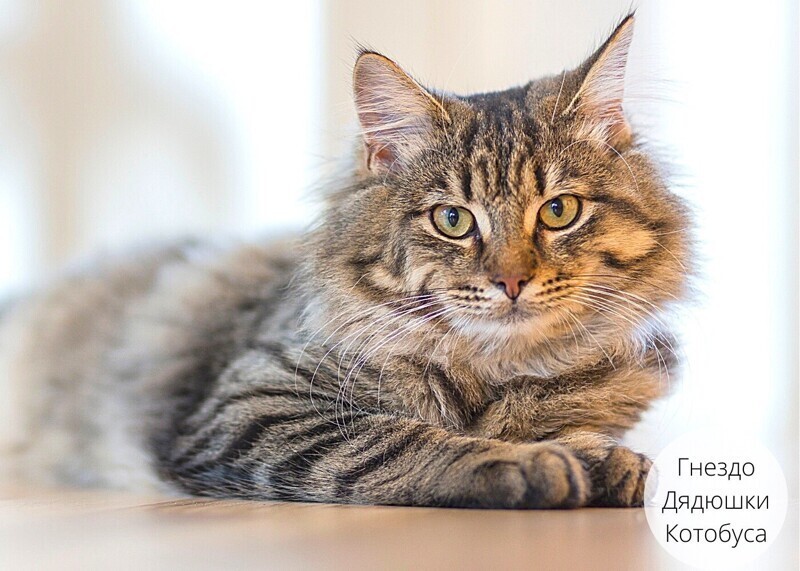 Альфа Котавра