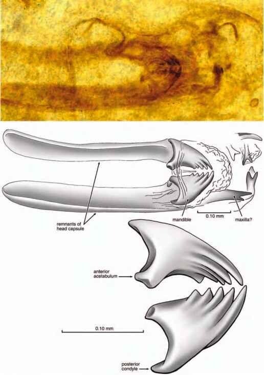 5. Самое древнее насекомое
