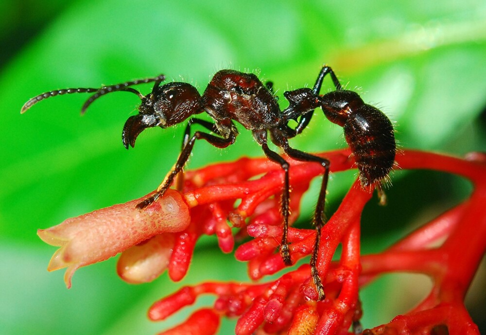 9. Самый болезненный укус