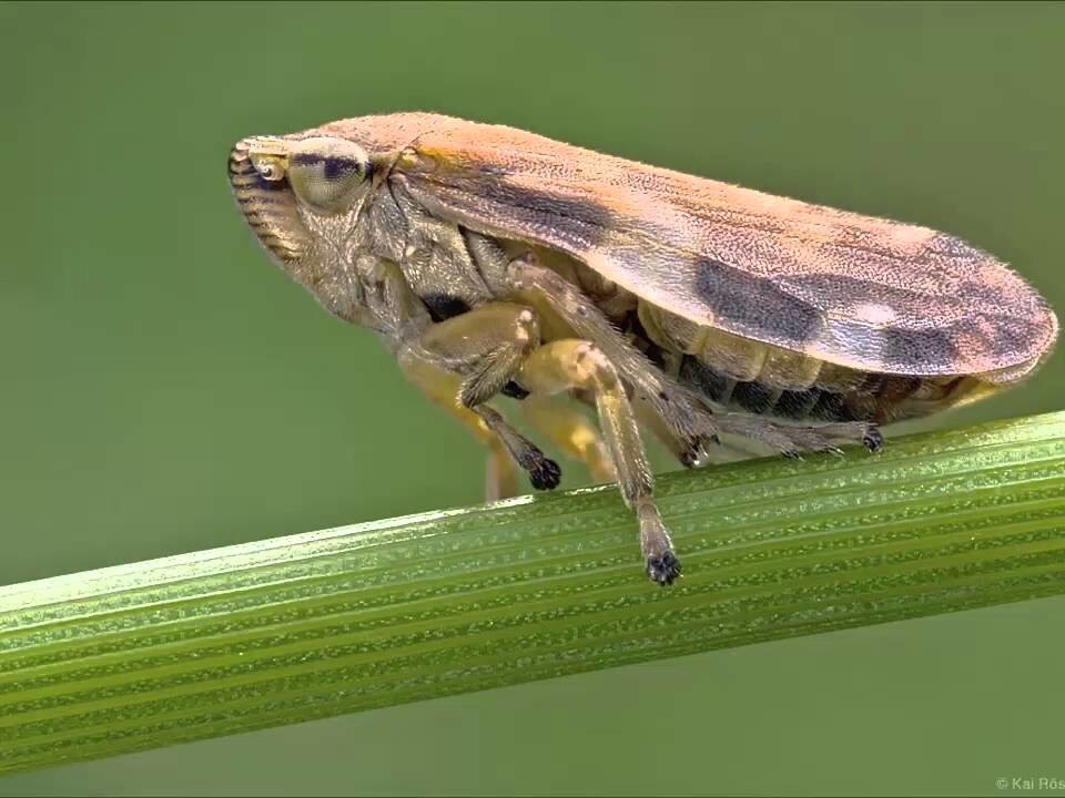 4. Самый высокий прыжок