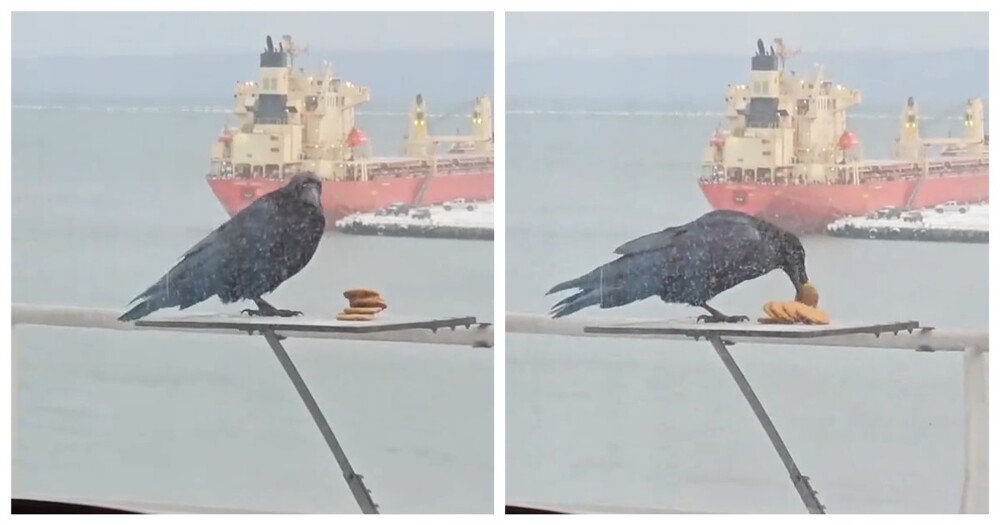 Жадная ворона и печенье