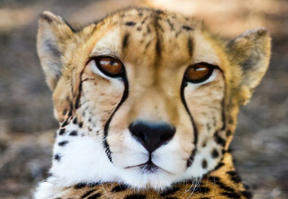 20+ настолько невероятных фактов, в которые трудно поверить, но они абсолютно реальны!