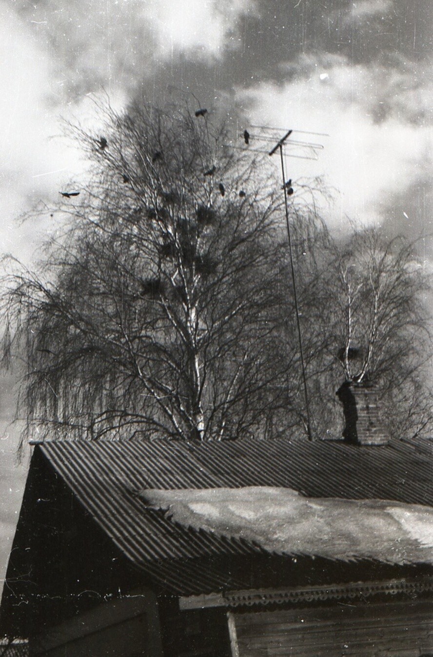 «Грачи прилетели». 25 марта 1960 года. Московская область, Воскресенский район.