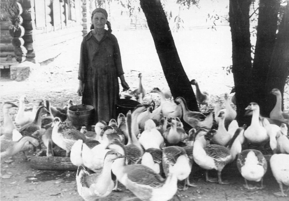 Утро на колхозном птичнике. 15 июня 1961 года. Московская область, Воскресенский район, село Конобеево.