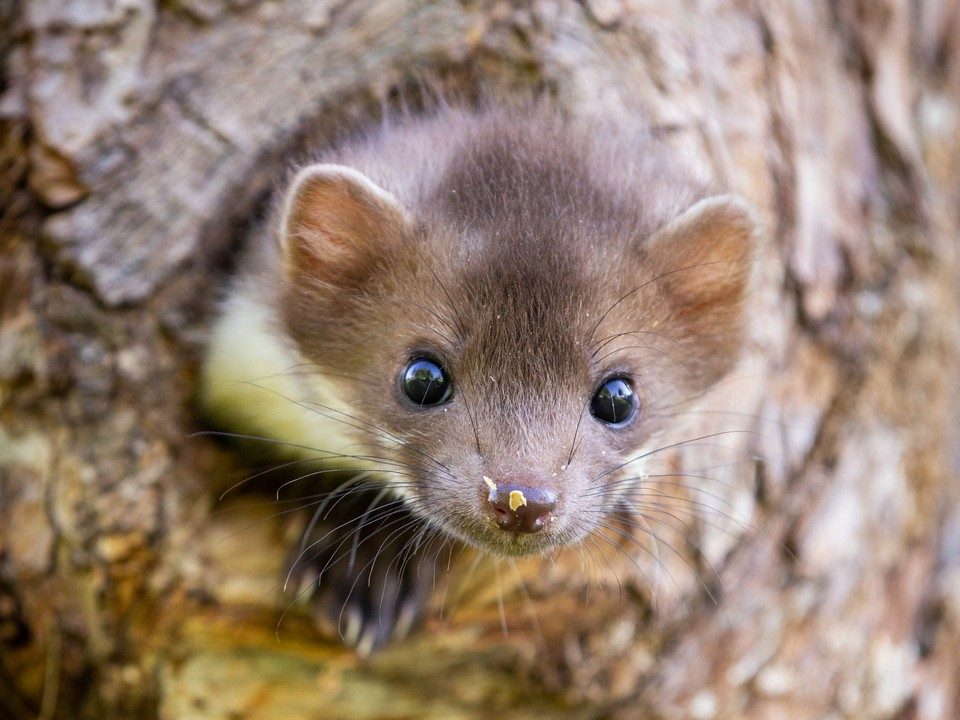 Каменная куница: почему обычные куры в сарае вызывают у них психоз?