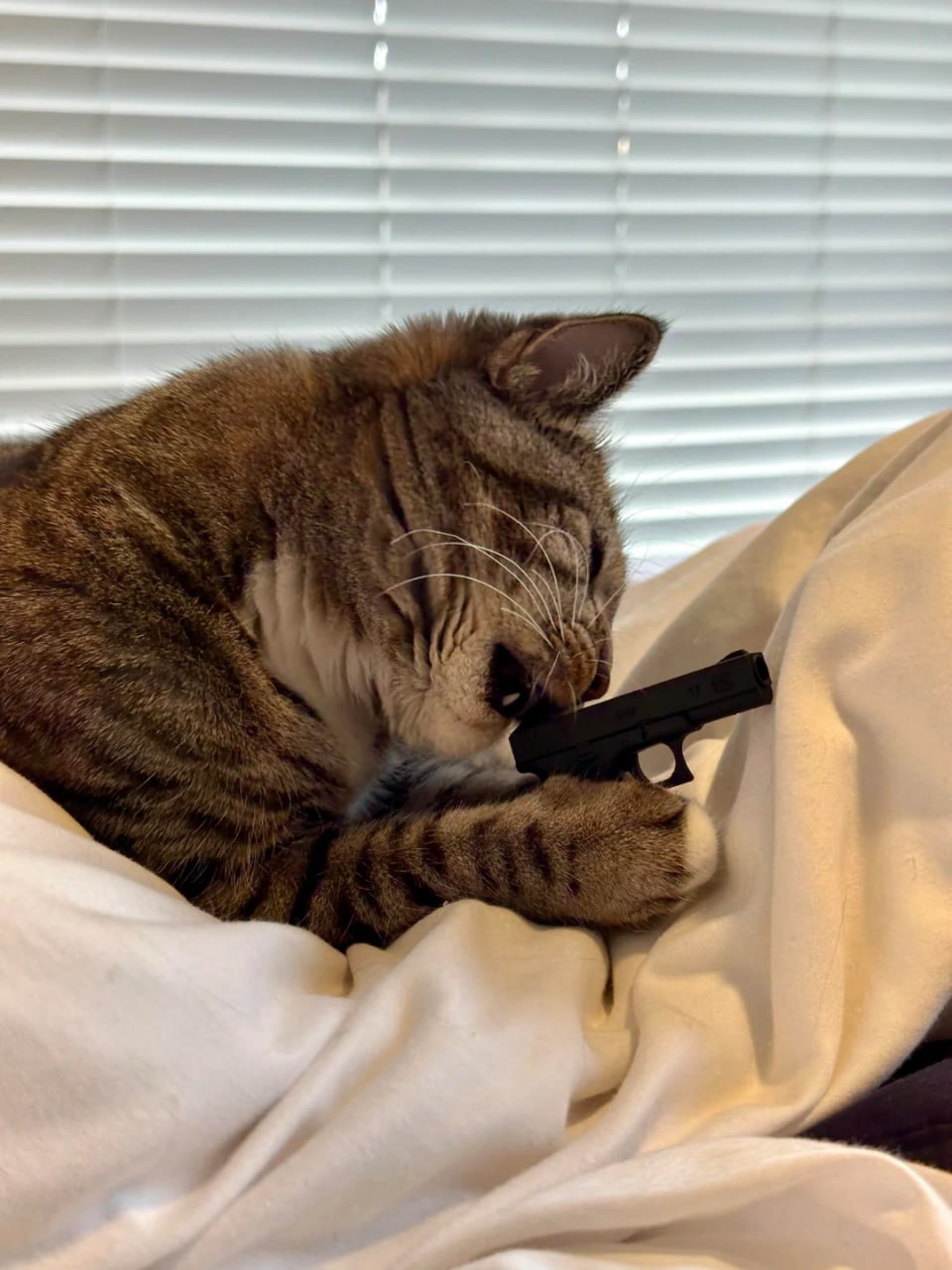 Коту понравился пистолет, напечатанный хозяином