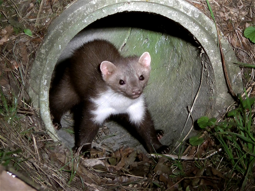 Каменная куница: почему обычные куры в сарае вызывают у них психоз?