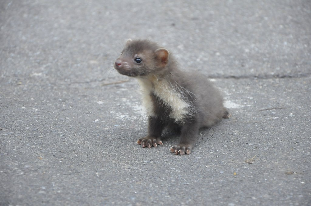 Каменная куница: почему обычные куры в сарае вызывают у них психоз?