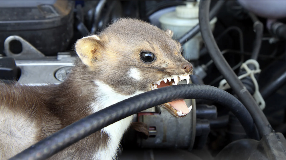 Каменная куница: почему обычные куры в сарае вызывают у них психоз?