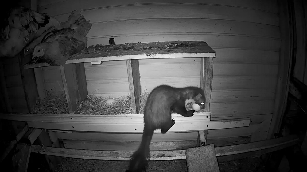 Каменная куница: почему обычные куры в сарае вызывают у них психоз?