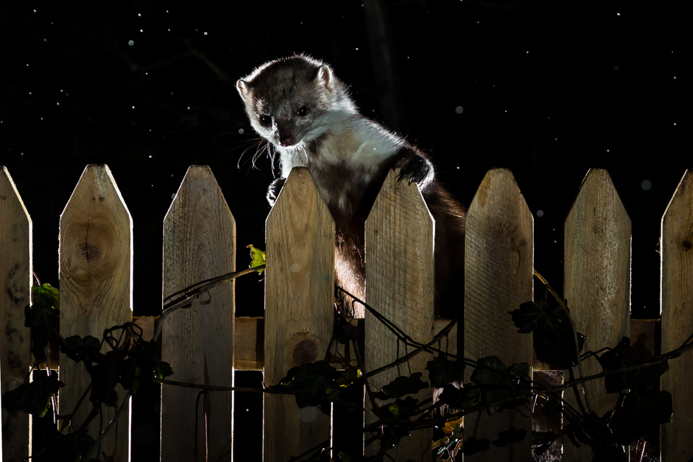 Каменная куница: почему обычные куры в сарае вызывают у них психоз?