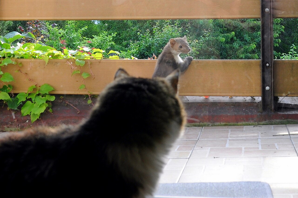 Каменная куница: почему обычные куры в сарае вызывают у них психоз?