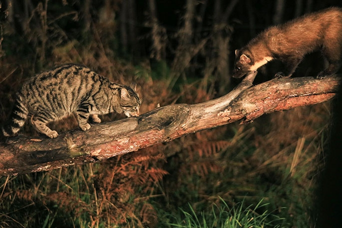 Каменная куница: почему обычные куры в сарае вызывают у них психоз?