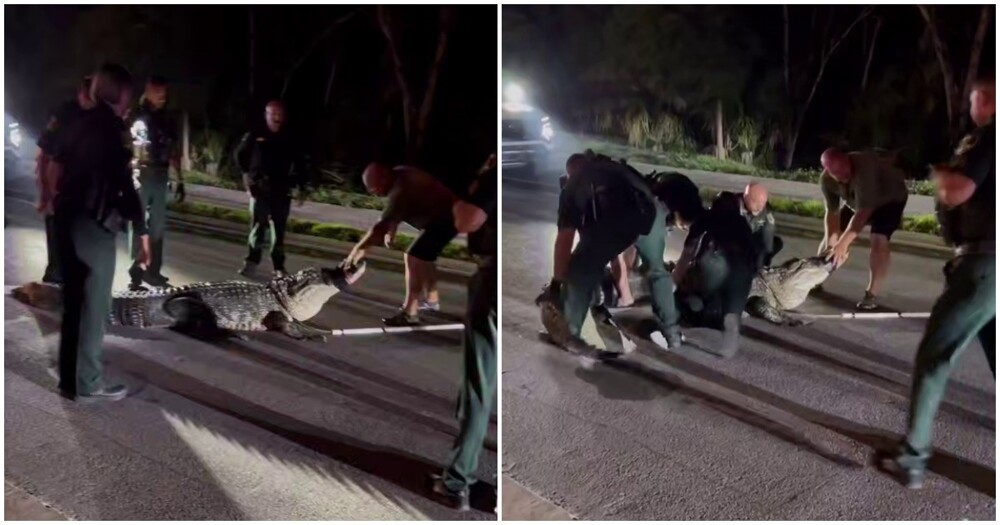 Полицейские %22задержали%22 аллигатора во Флориде