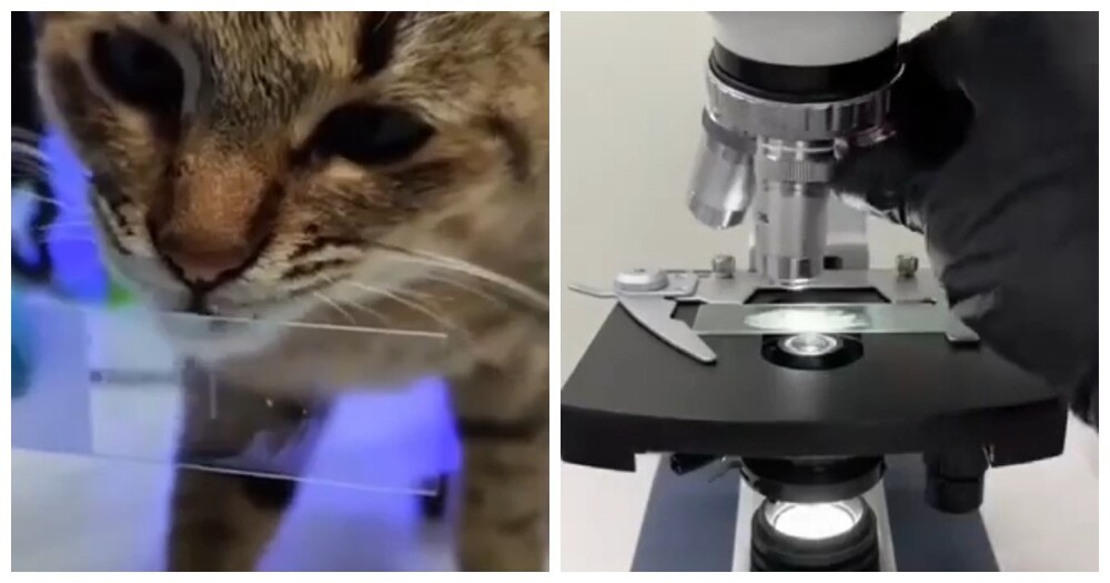 Как выглядит слюна кошки и собаки под микроскопом