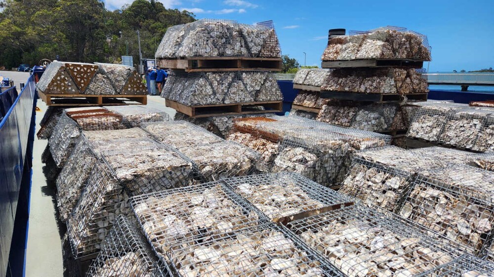 В Южной Австралии жителей призывают есть больше устриц