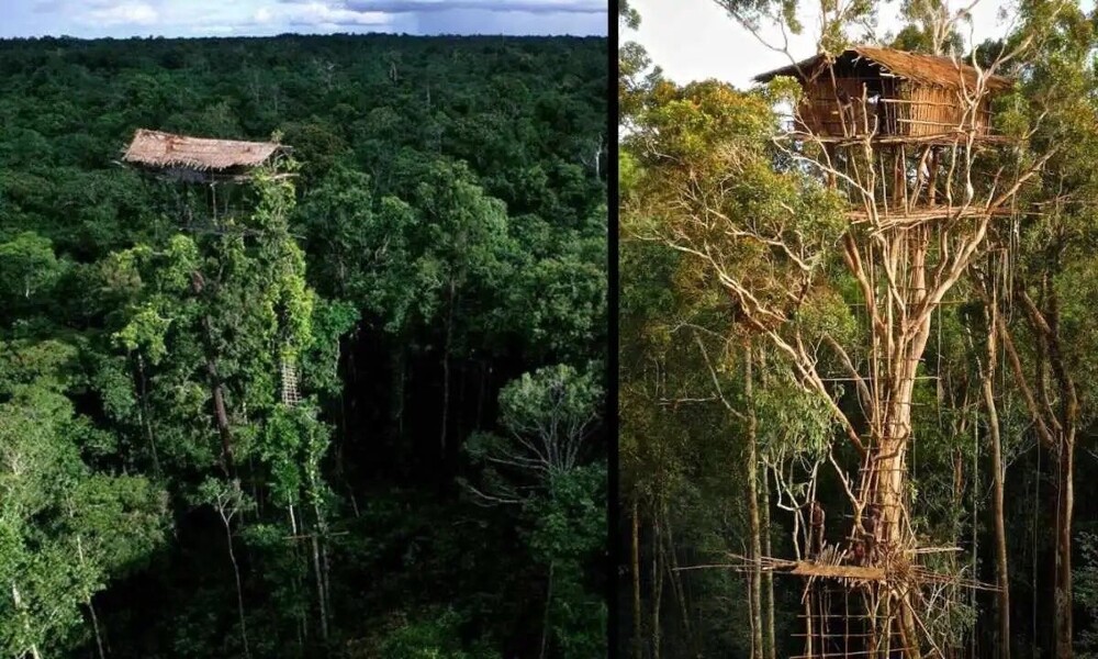 Народ короваи и их «дома на деревьях» в джунглях Папуа