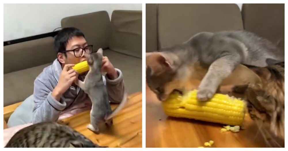 Маленький и наглый любитель кукурузы