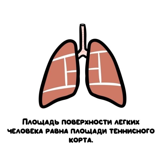 А вдруг ты не знал…