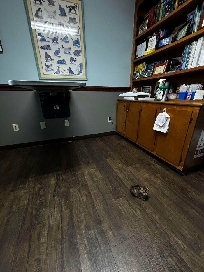 13. Первая поездка к ветеринару 