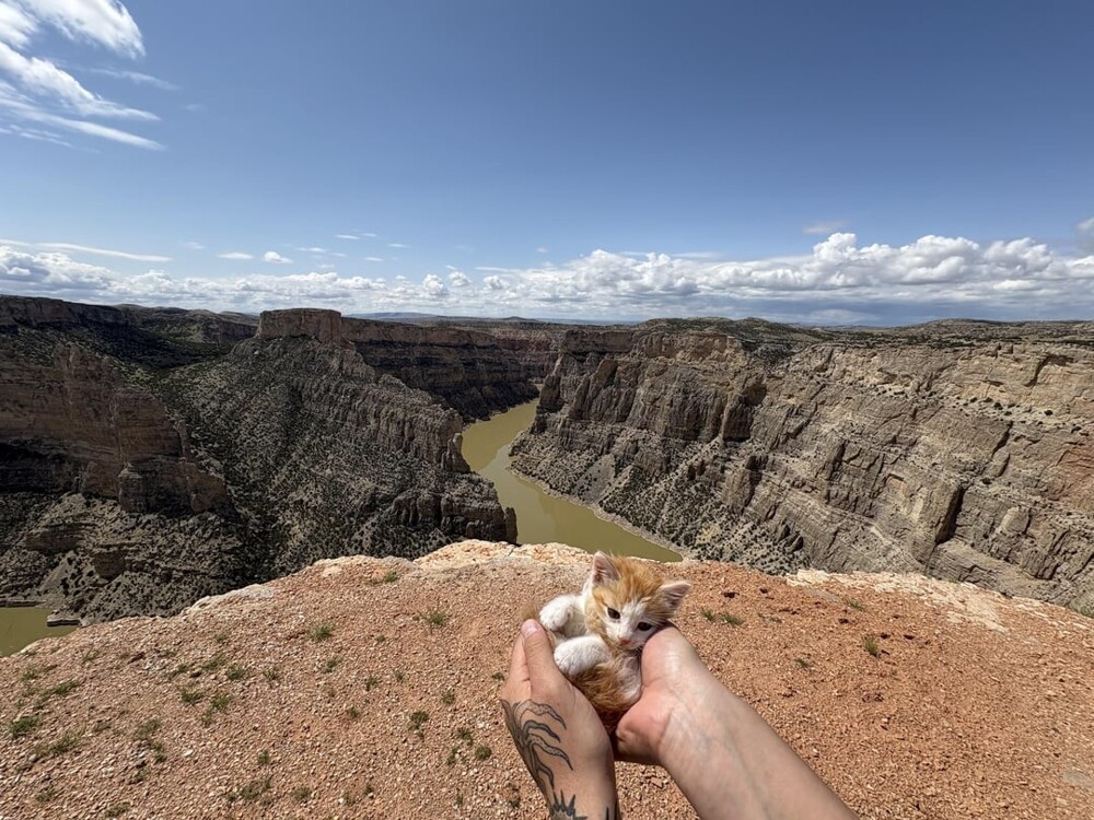 11. Как в «Короле Льве»