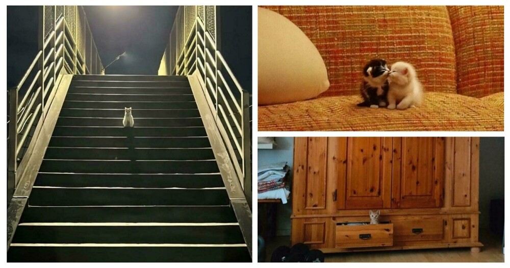 30 крошечных котят в таком огромном мире