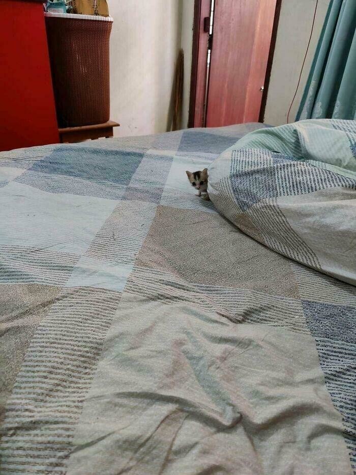 20. Как игрушечный 