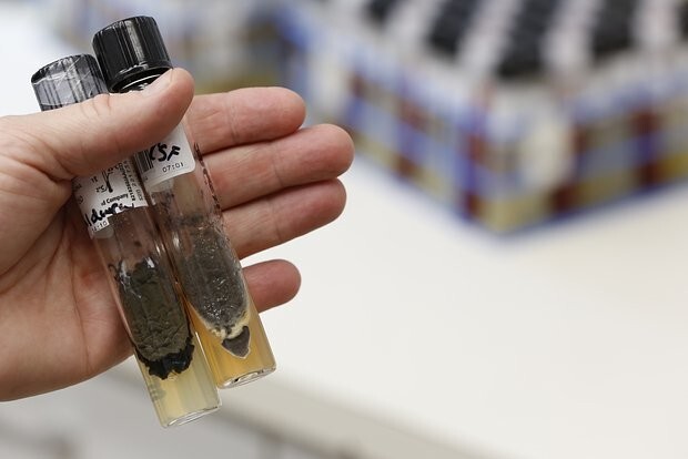 В Чернобыле нашли черный гриб, который питается радиацией