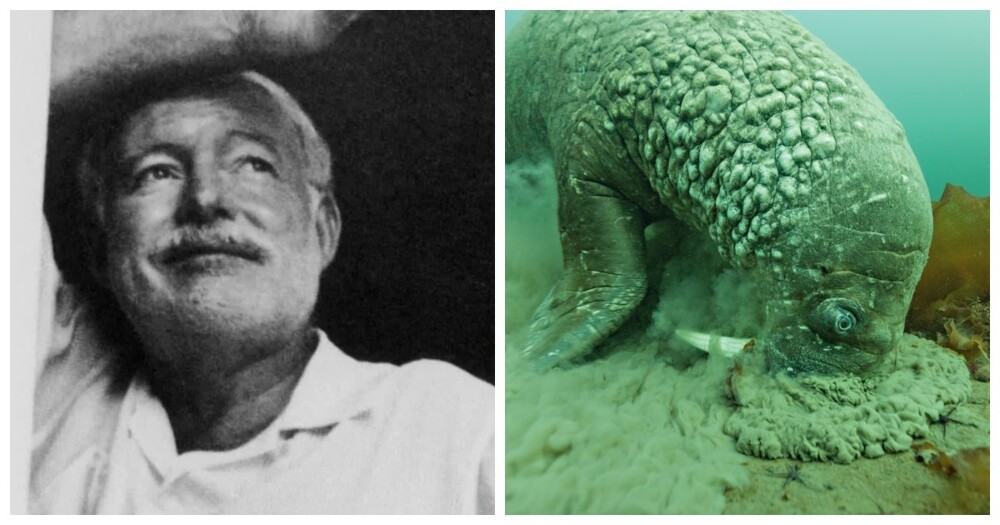 От невезучего Хемингуэя до хитрых моржей: 7 реальных фактов, которые кажутся выдумкой