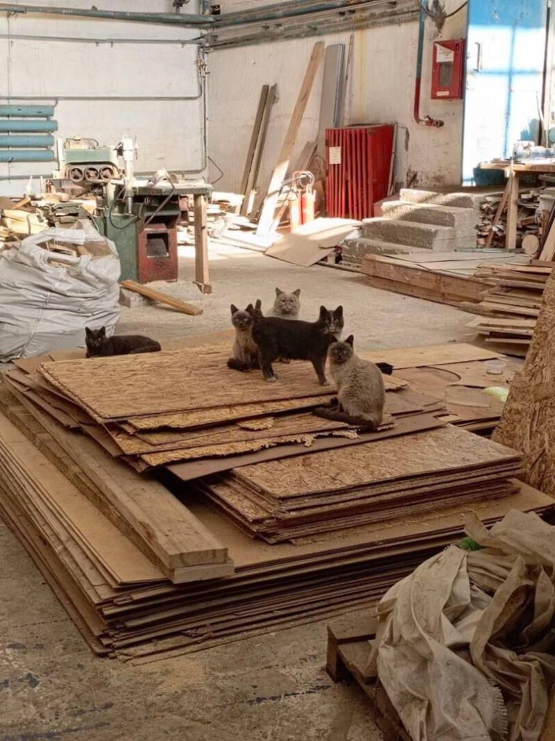 Не ищите здесь смысл. Здесь в основном маразм