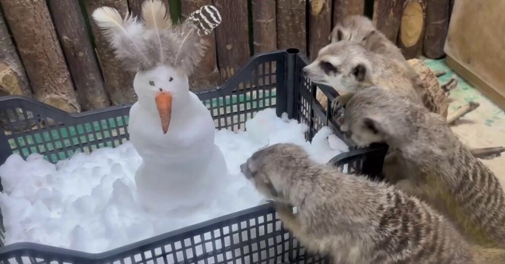 Сурикаты в Челябинском зоопарке впервые увидели снег