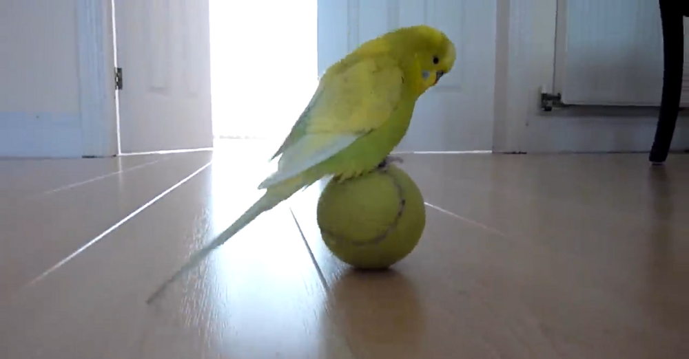 Попугай и теннисный мяч
