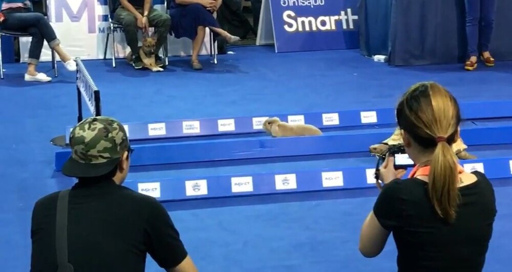 Гонка черепахи и кролика