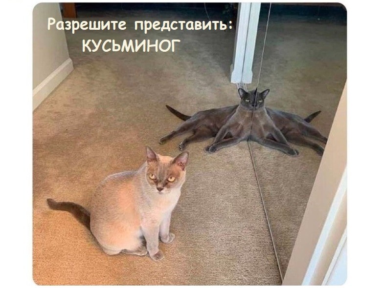 Весёлые картинки