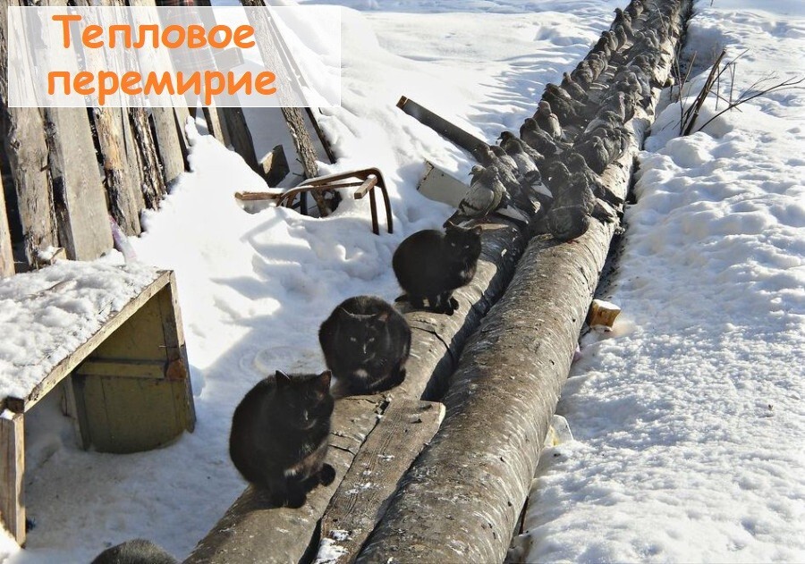 Весёлые картинки