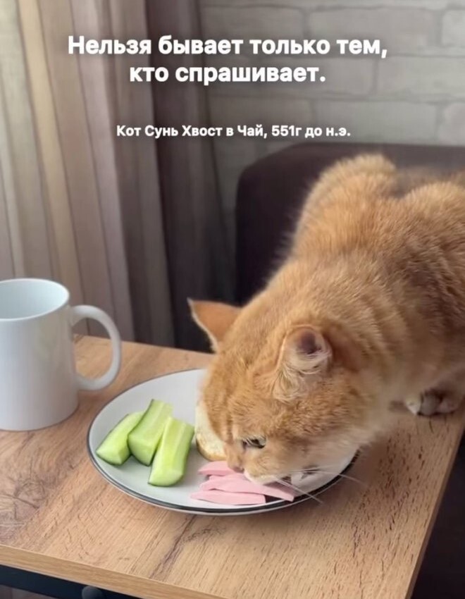 Весёлые картинки