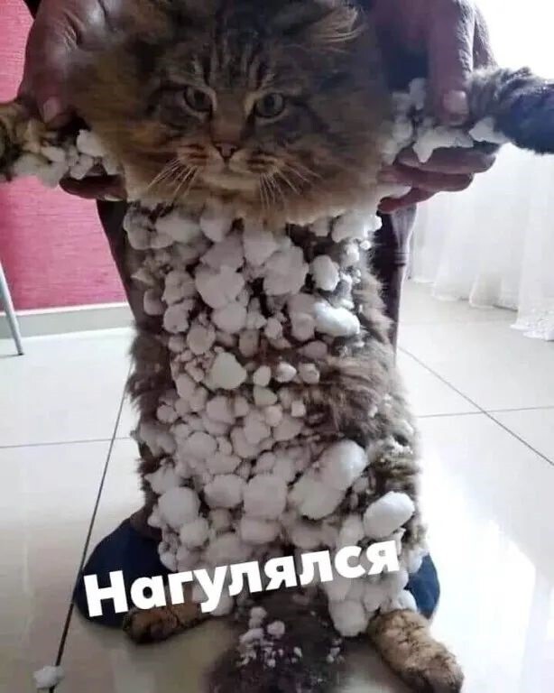 Весёлые картинки