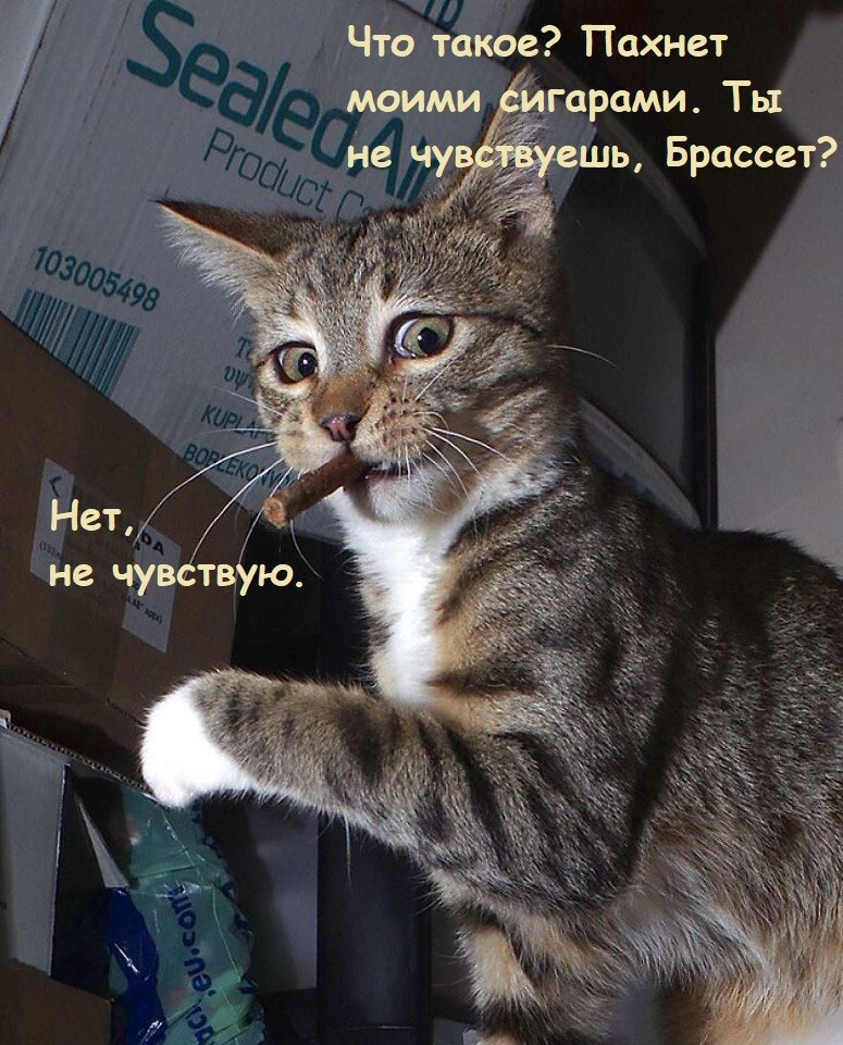 Весёлые картинки