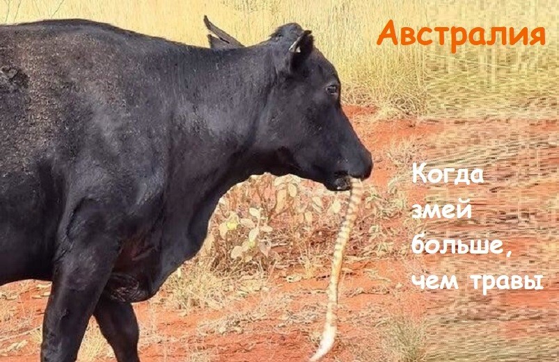 Весёлые картинки