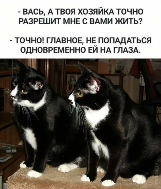 Весёлые картинки