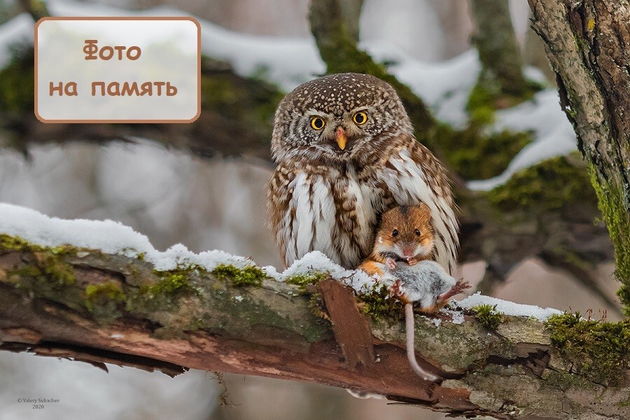 Весёлые картинки