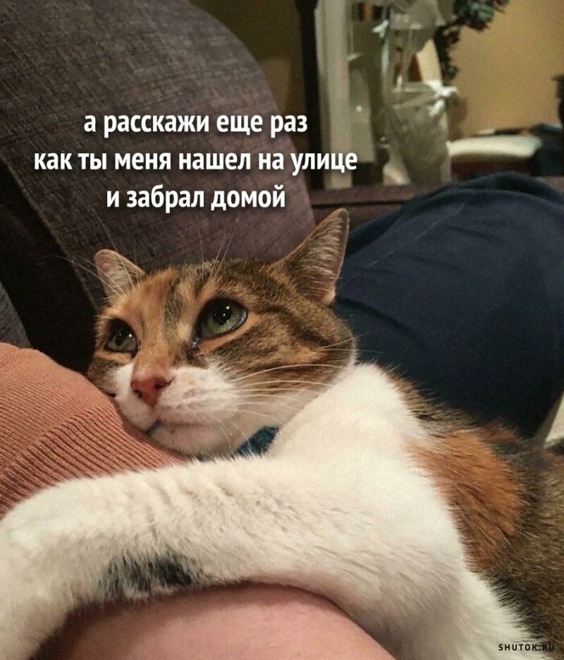 Весёлые картинки