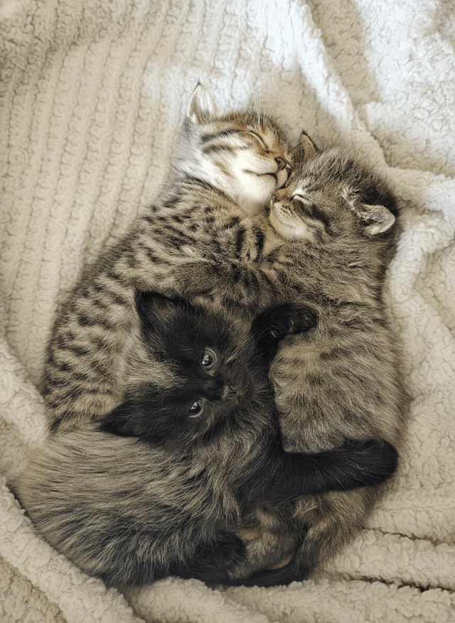 18. Безмятежная нежность оптом